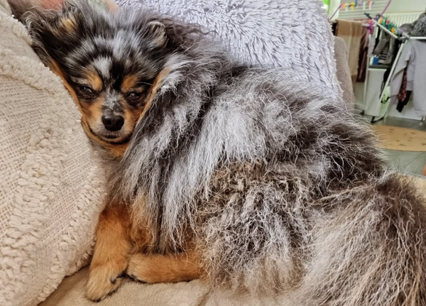 🐶❤️🐶 Why Do Dogs Sleep So Much? 🐶❤️🐶 