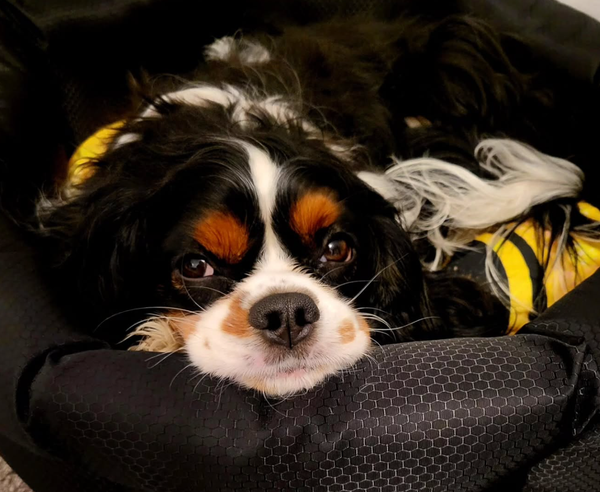 🐶❤️🐶 Why does my dog bring me toys? 🐶❤️🐶 