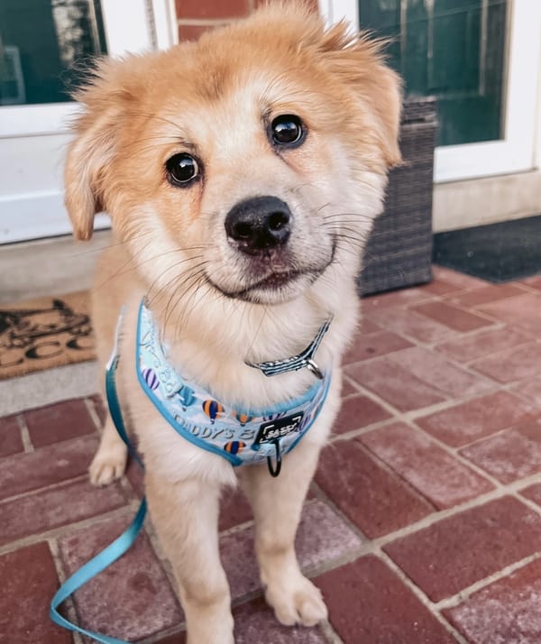 🐶❤️🐶 What to do for dog bee stings 🐶❤️🐶