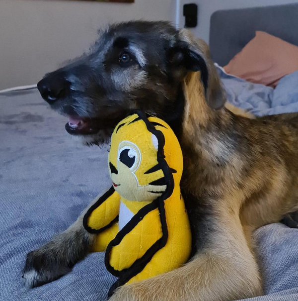 🐶❤️🐶 Why do dogs bark at dogs on tv?🐶❤️🐶