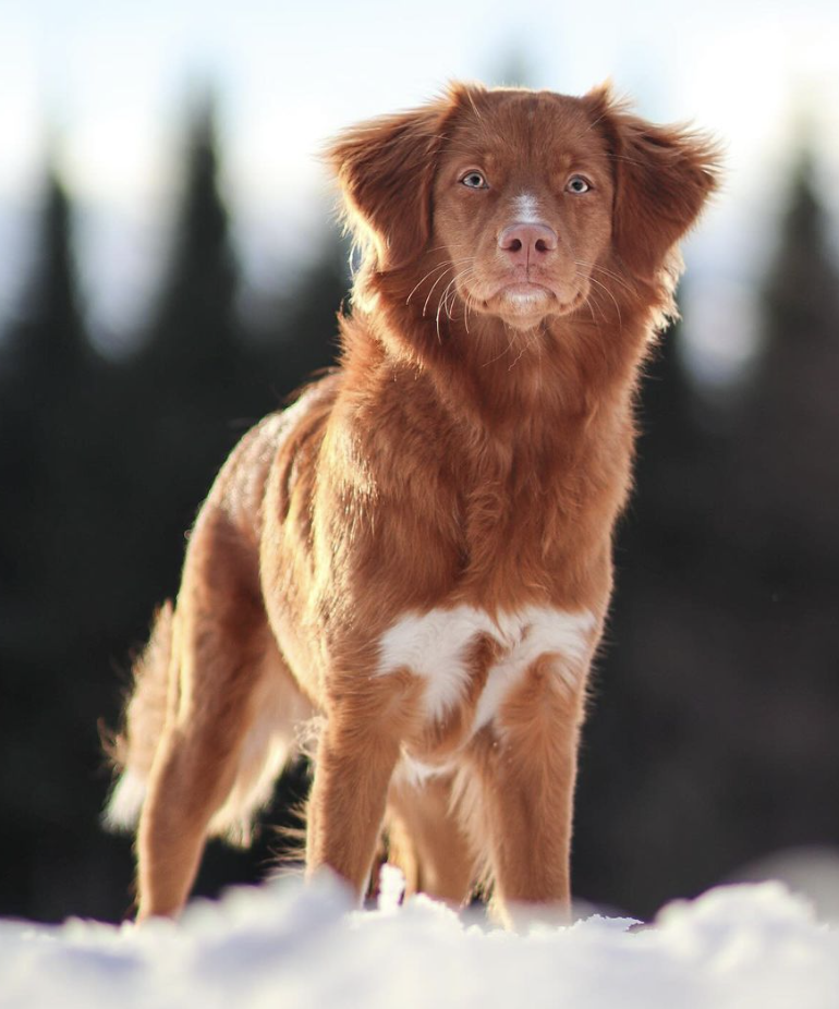 🐶❤️🐶 This handsome boy is right at home in the snow! 🐶❤️🐶   
