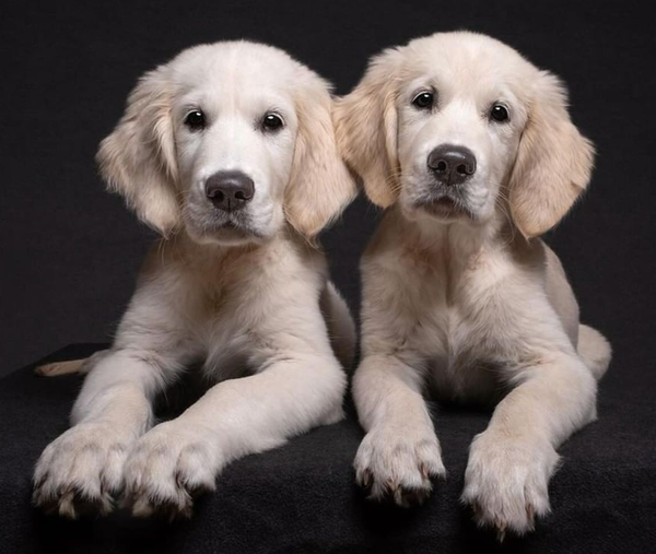 🐶❤️🐶 Check out these pups if you need a smile! 🐶❤️🐶 