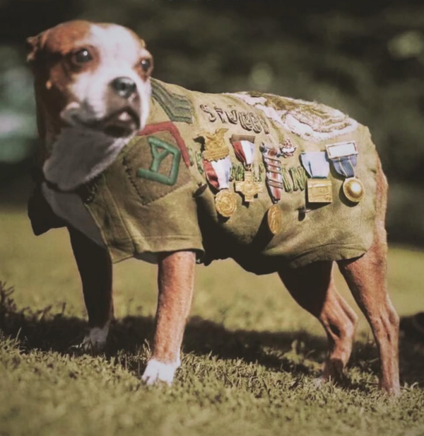 🐶❤️🐶 Who was the most famous American military dog? 🐶❤️🐶