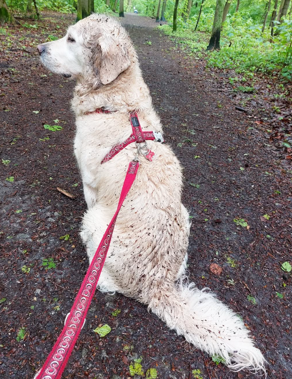 🐶❤️🐶 Why Do Dogs Lick Things On Walks? 🐶❤️🐶 