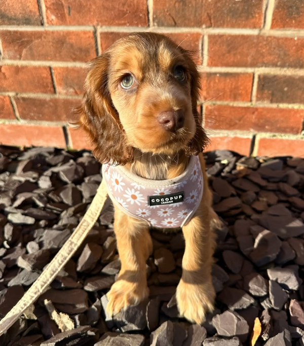 🐶❤️🐶 What are the signs that my puppy is sick? 🐶❤️🐶