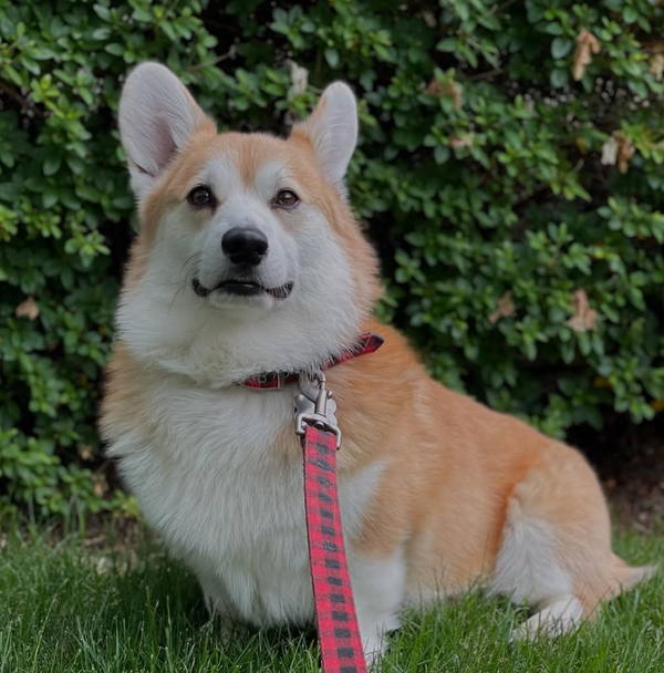 🐶❤️🐶 Why can grass make dogs sick? 🐶❤️🐶  