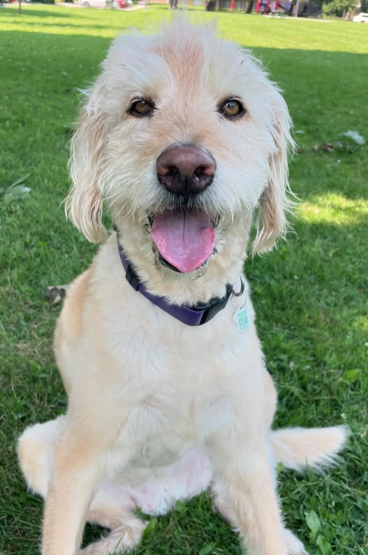 🐶❤️🐶 Why Do Some Dogs Roll in Poop? 🐶❤️🐶