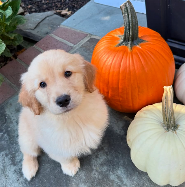 🐶❤️🐶 Isn't this the sweetest lil' guy!?! 🐶❤️🐶  