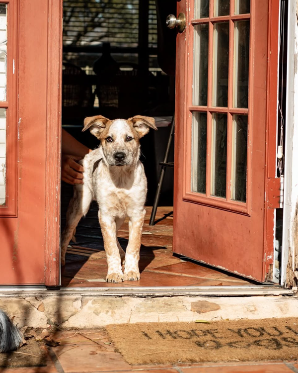 🐶❤️🐶 Does leaving music on for your dog actually help them feel better? 🐶❤️🐶
