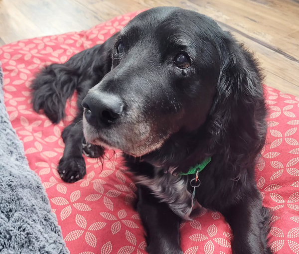 🐶❤️🐶 How to Make Stairs More Senior Dog Friendly 🐶❤️🐶 