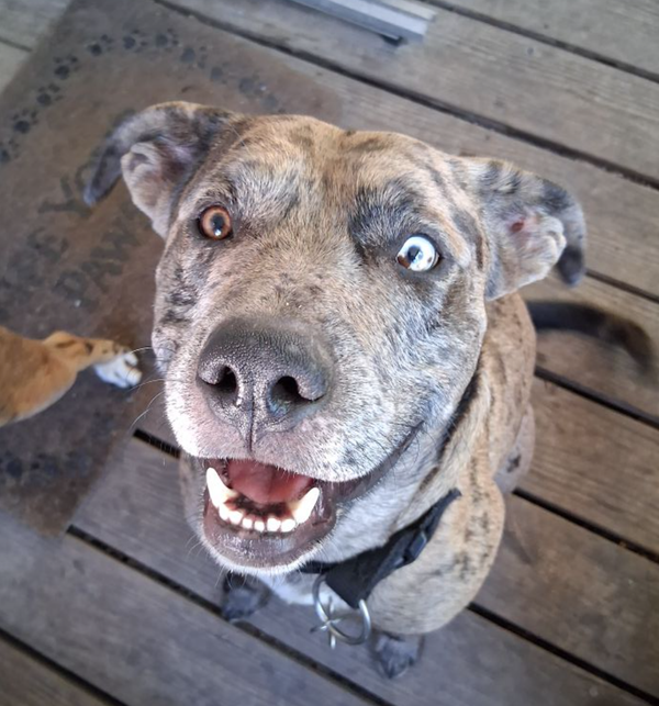 🐶❤️🐶 How much does dog surgery cost? 🐶❤️🐶 