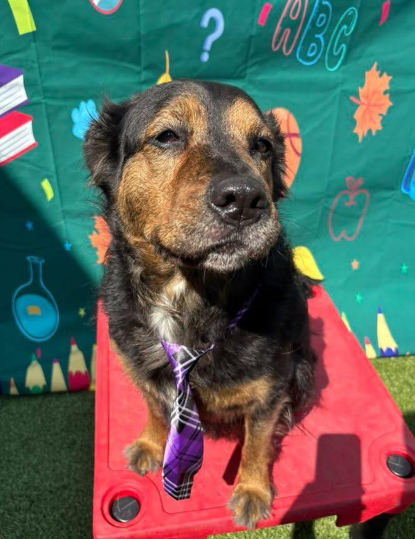 🐶❤️🐶 Why are dogs' noses wet? 🐶❤️🐶 