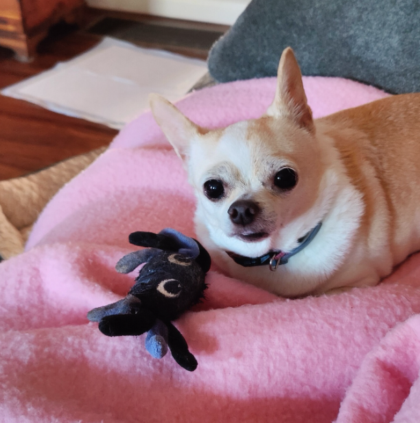 🐶❤️🐶 Dog safe Halloween treats! 🐶❤️🐶