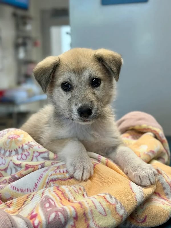 🐶❤️🐶 Check out this sweet puppy! 🐶❤️🐶 