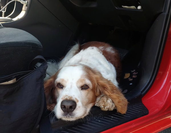 🐶❤️🐶 How do I prevent my dog from jumping out of the car? 🐶❤️🐶