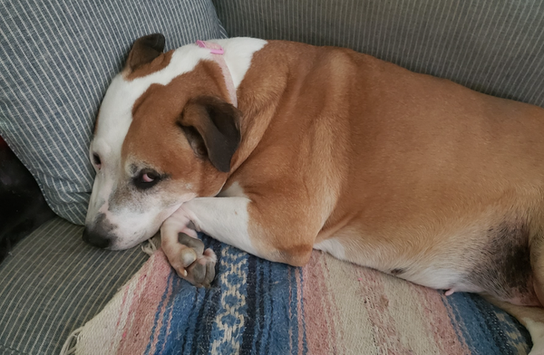 🐶❤️🐶 Why do dog paws smell like Fritos? 🐶❤️🐶 