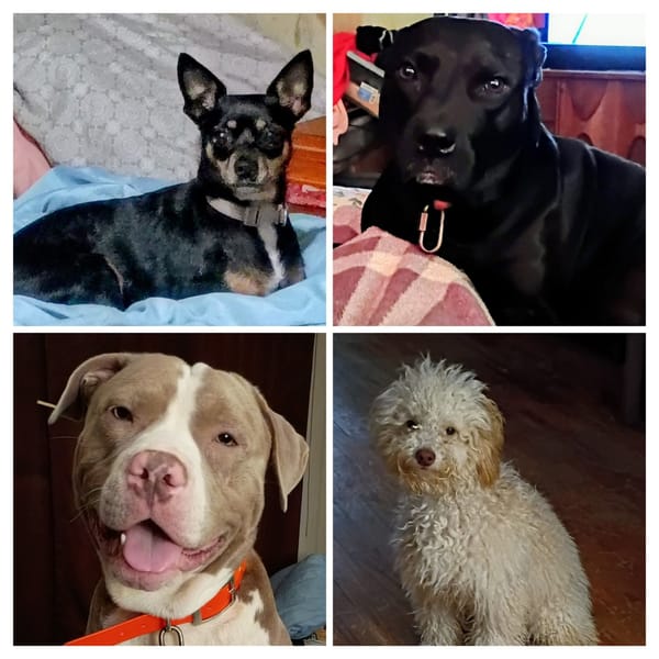 🐶❤️🐶 What are the signs of vision loss in dogs?  🐶❤️🐶 