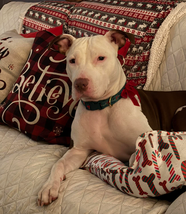 🐶❤️🐶 Why do dogs bury their head into you? 🐶❤️🐶 