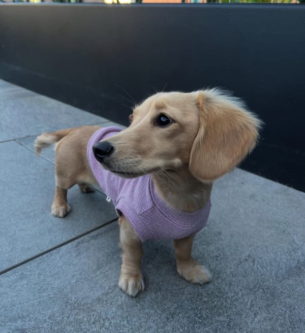 🐶❤️🐶 Why do some dogs just know to be gentle with small children? 🐶❤️🐶  