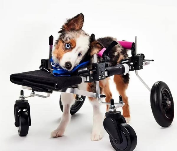 🐶❤️🐶 Who is Teigan, the Puppy Bowl Winner? 🐶❤️🐶 