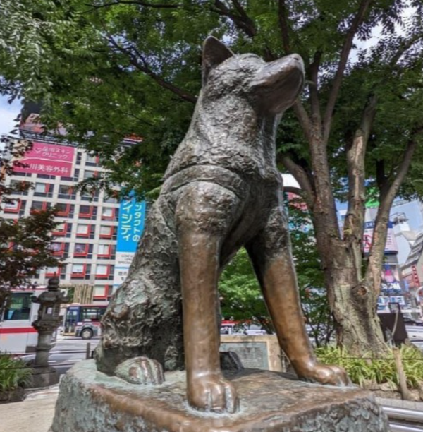 🐶❤️🐶 What is the story of the beloved Hachiko? 🐶❤️🐶 