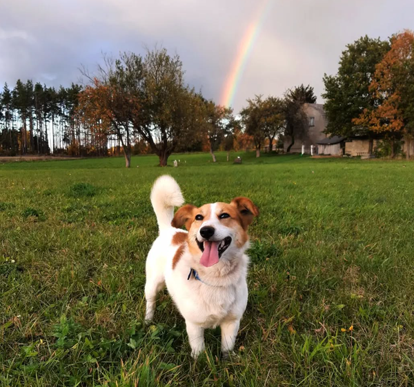 🐶❤️🐶 Rainy Day Puppertunities - Indoor Fun🐶❤️🐶