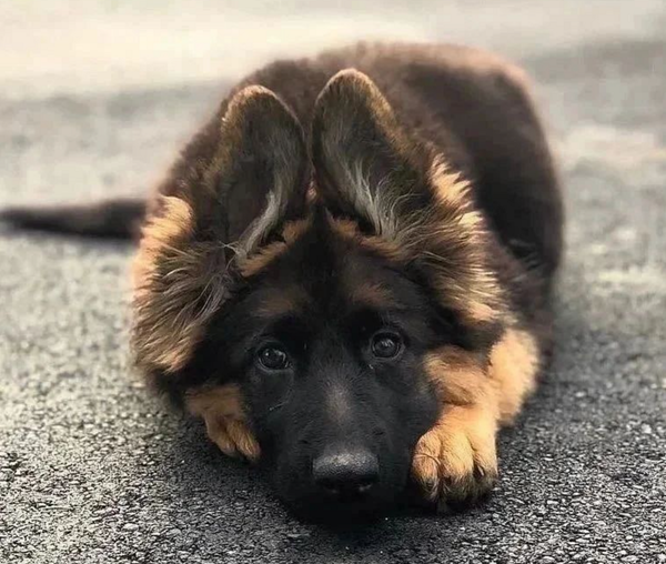 🐶❤️🐶 Is this the sweetest pup ever? 🐶❤️🐶 