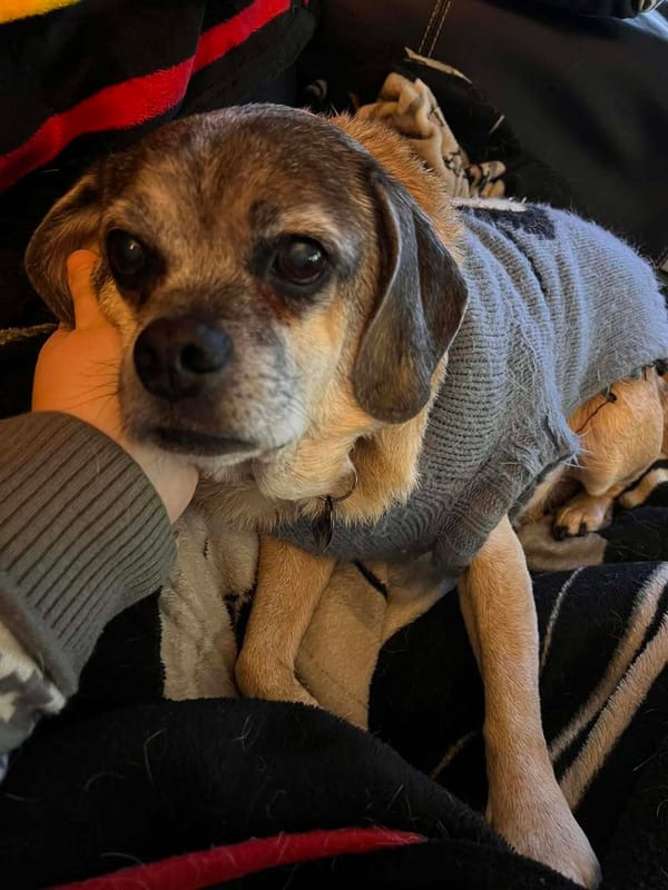 🐶❤️🐶 Do dogs forgive us after we scold them? 🐶❤️🐶 