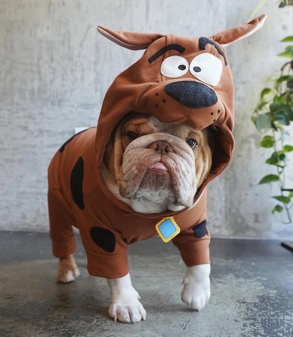 🐶❤️🐶 How To Stop Dogs From Drinking Too Fast 🐶❤️🐶