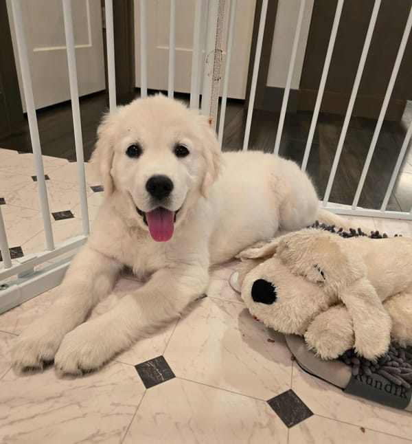 🐶❤️🐶 You have to see this sweet puppy, Honey! 🐶❤️🐶  