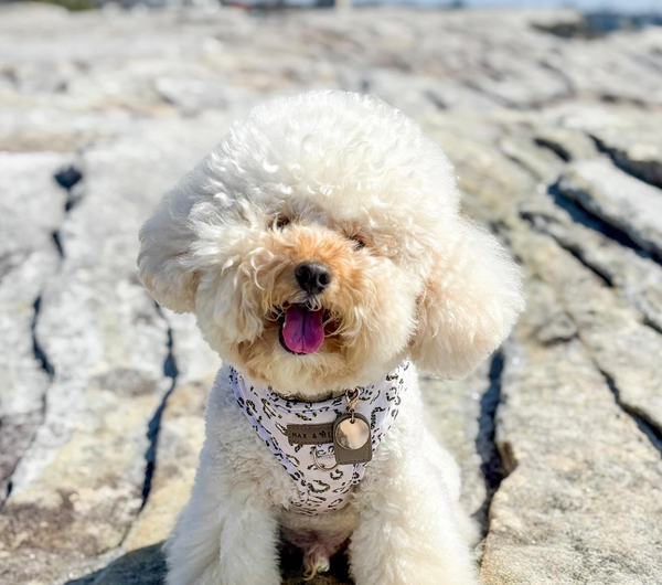 🐶❤️🐶 Why does my dog pant so much? 🐶❤️🐶 