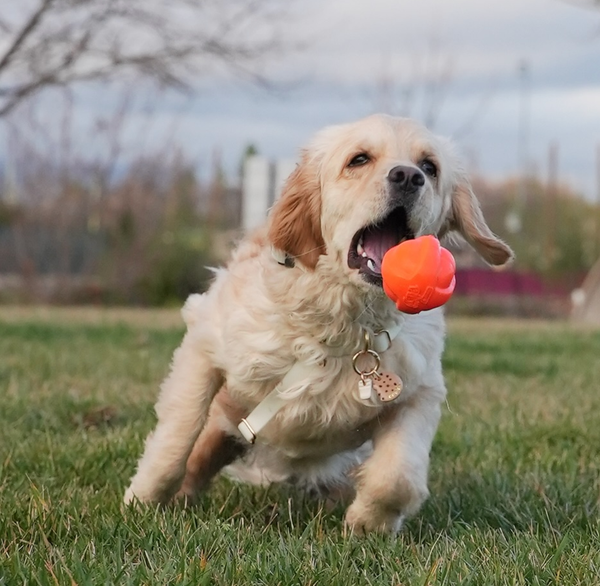 🐶❤️🐶 Keeping your pup safe during parade season 🐶❤️🐶