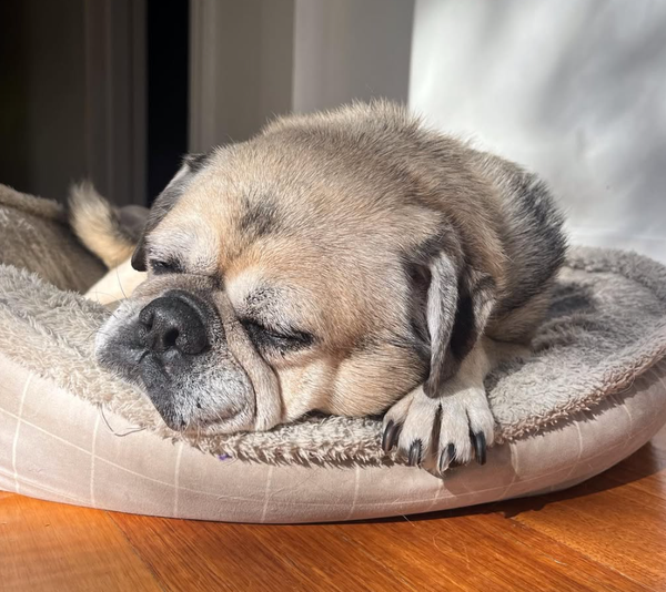 🐶❤️🐶 Why do dogs like to sleep with house guests? 🐶❤️🐶 