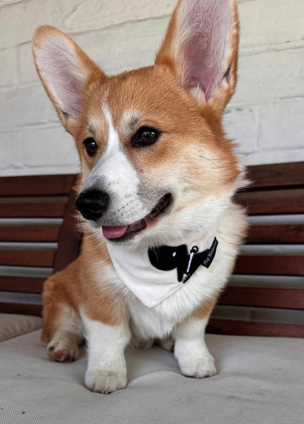 🐶❤️🐶 Do pet cooling mats really work? 🐶❤️🐶 