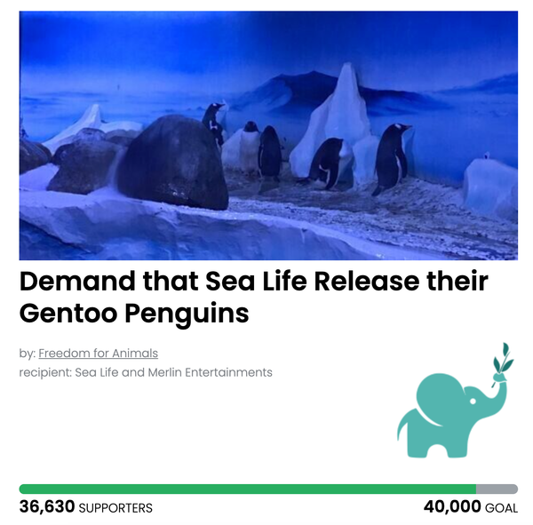 Animal Actions - Let the penguins have a proper home!