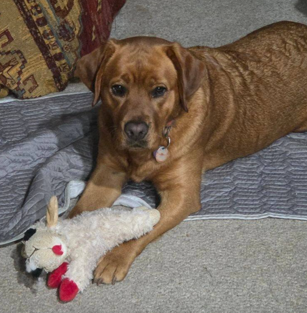 🐶❤️🐶 Why are huskies so vocal? 🐶❤️🐶 