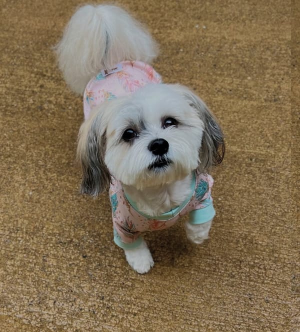 🐶❤️🐶 Why do dogs like to itch their faces on carpet? 🐶❤️🐶