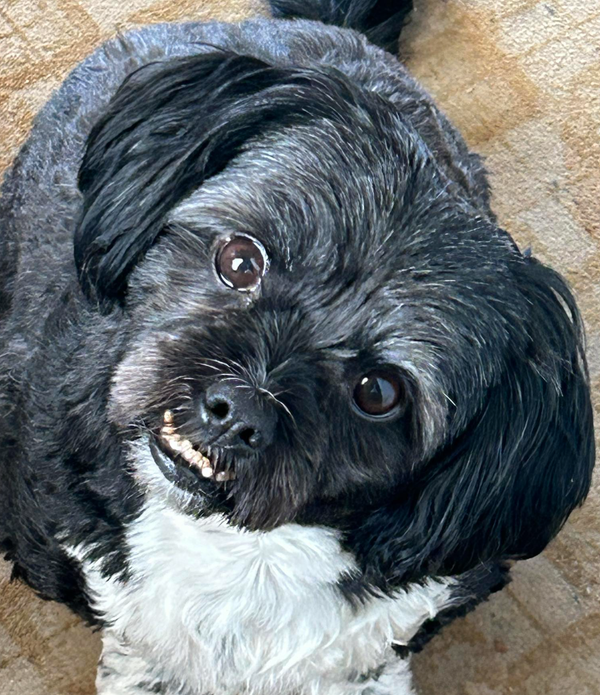 🐶❤️🐶 Thankfulness at the Holidays 🐶❤️🐶  