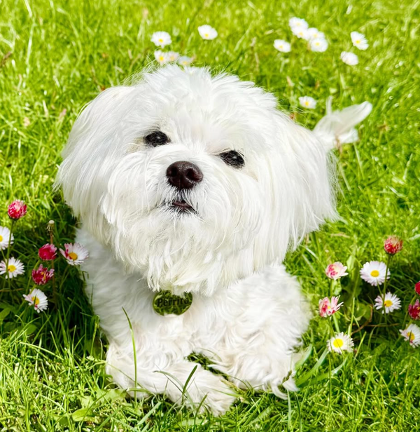 🐶❤️🐶 Are dogs the world's most popular pet? 🐶❤️🐶 