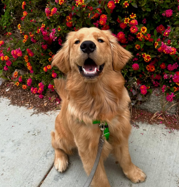 🐶❤️🐶 What's the Deal with Dog Years? 🐶❤️🐶