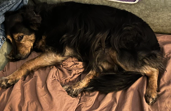 🐶❤️🐶 What were the most popular dog breeds of 2025?  🐶❤️🐶 