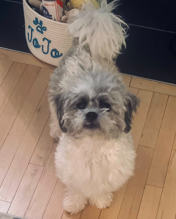 🐶❤️🐶 What do dog whiskers do? 🐶❤️🐶