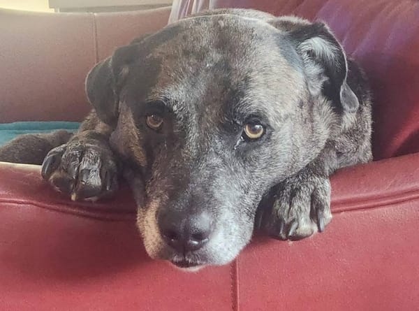 🐶❤️🐶 Why do dogs jump up when they’re excited? 🐶❤️🐶 