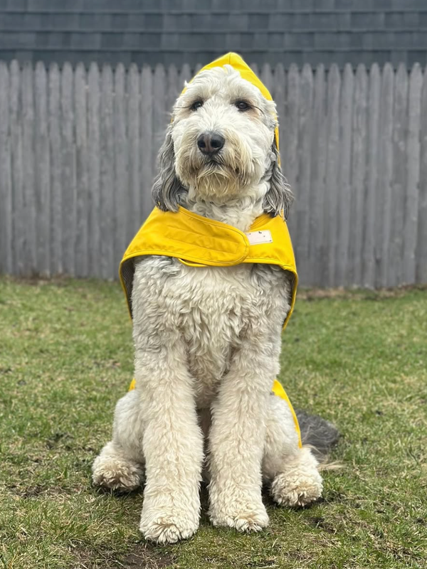 🐶❤️🐶 Make Rainy Days Fun Again For Soggy Doggies 🐶❤️🐶