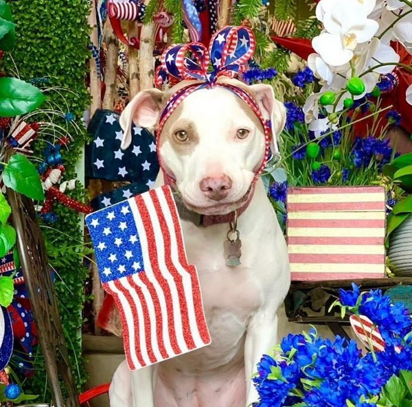 🐶❤️🐶 How to keep your pup safe on Memorial Day 🐶❤️🐶 