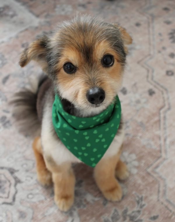 🐶❤️🐶 Is It Safe For Pups to Play In Puddles? 🐶❤️🐶