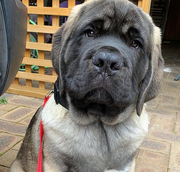 🐶❤️🐶 Is this the biggest pup ever? 🐶❤️🐶  
