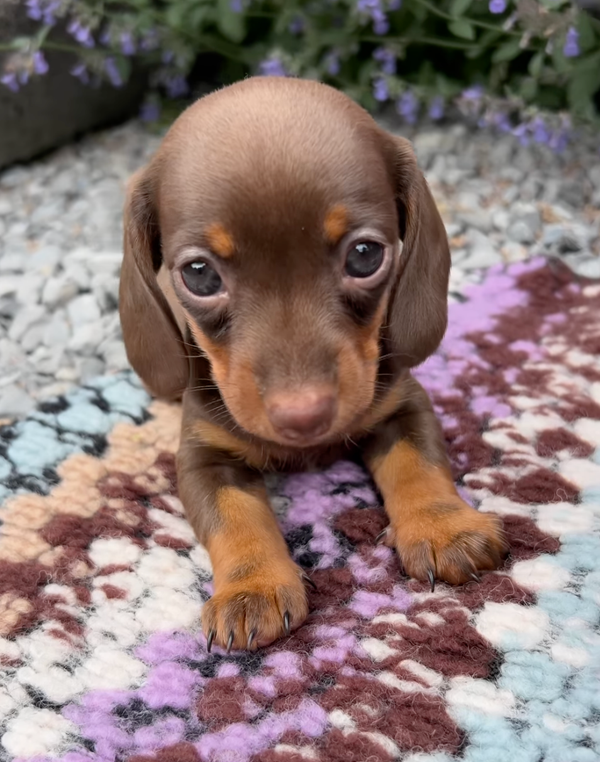 🐶❤️🐶 This little pup will melt your heart! 🐶❤️🐶 