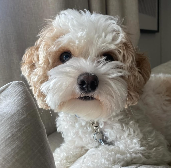 🐶❤️🐶 Why Do Dogs Kick Grass After Going Potty? 🐶❤️🐶 