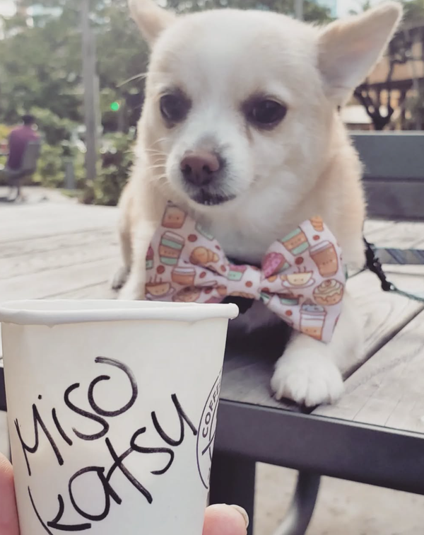 🐶❤️🐶 Why Do Some Dogs Bark at the Drive-Thru? 🐶❤️🐶